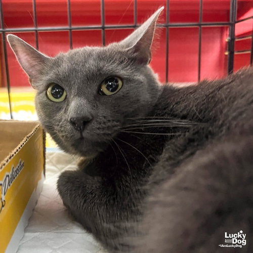 Lilly, an adoptable Domestic Short Hair in Washington, DC