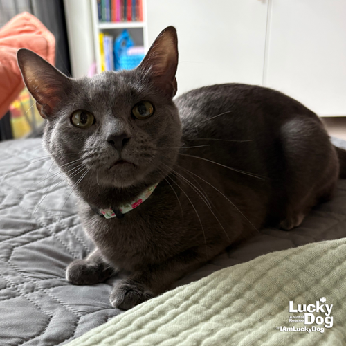 Lilly, Adult Domestic Short Hair / Mixed (short coat), cat for adoption in Manassas, Virginia