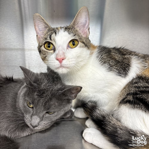 Tully, an adoptable Domestic Short Hair in Washington, DC