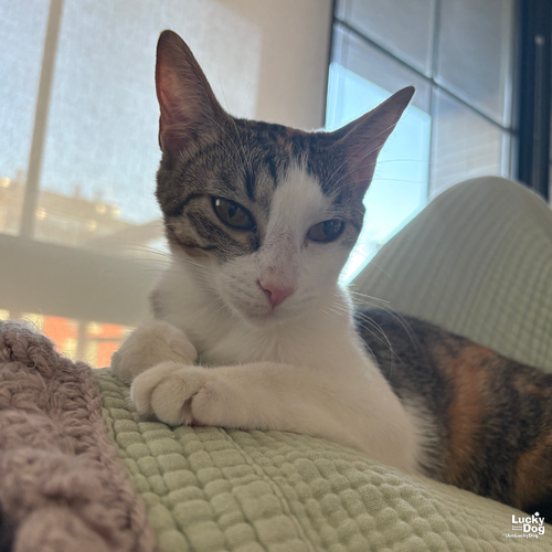 Tully, Adult Domestic Short Hair / Mixed (short coat), cat for adoption in Bowie, Maryland