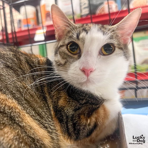 Tully, Adult Domestic Short Hair / Mixed (short coat), cat for adoption in Annapolis, Maryland