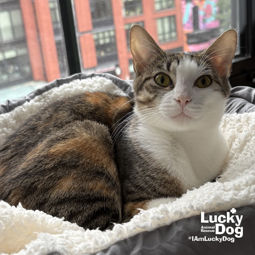 Tully, Adult Domestic Short Hair / Mixed (short coat), cat for adoption in Washington, District of Columbia