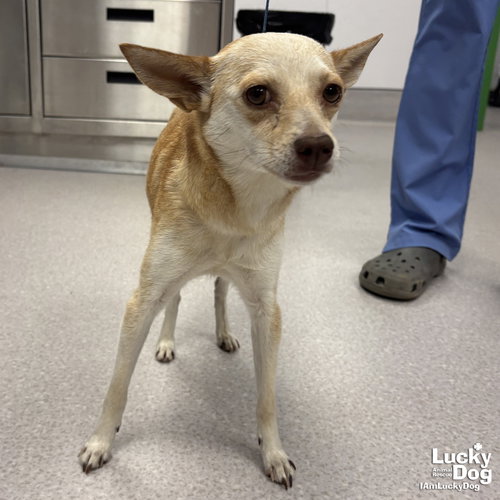 Ziva, an adoptable Chihuahua in Washington, DC