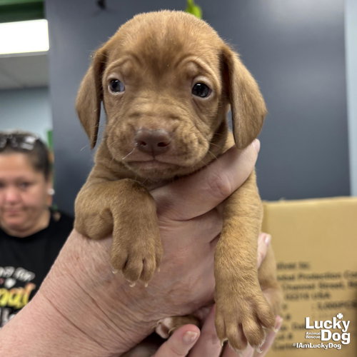 Chief, an adoptable Retriever in Washington, DC