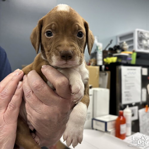 Cone, an adoptable Retriever in Washington, DC