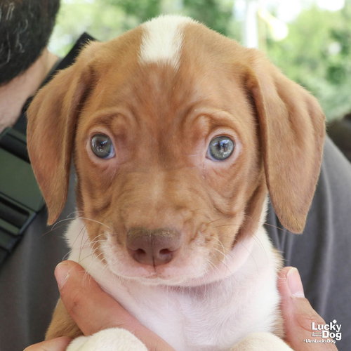 Cone, an adoptable Retriever in Washington, DC