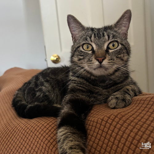 Bullseye, Adult Domestic Short Hair / Mixed (short coat), cat for adoption in Bowie, Maryland