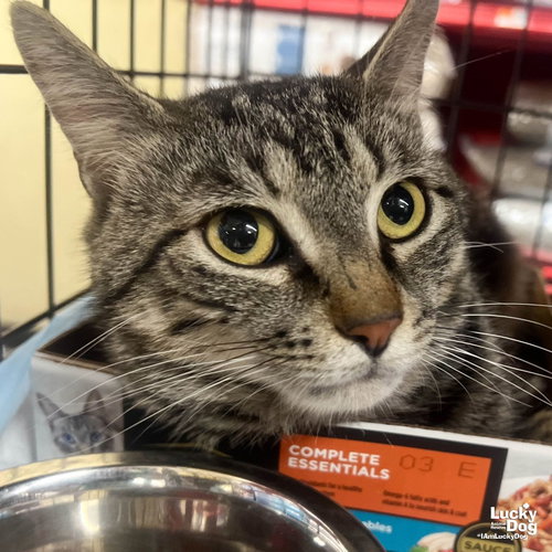 Bullseye, Adult Domestic Short Hair / Mixed (short coat), cat for adoption in Annapolis, Maryland