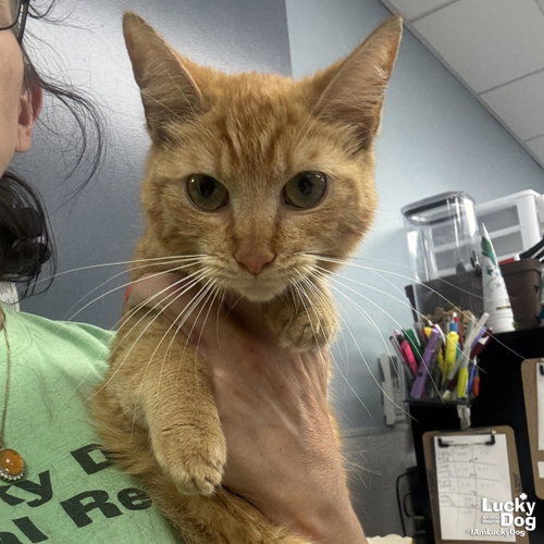 Rosemary, Adult Domestic Short Hair / Mixed (short coat), cat for adoption in Bowie, Maryland