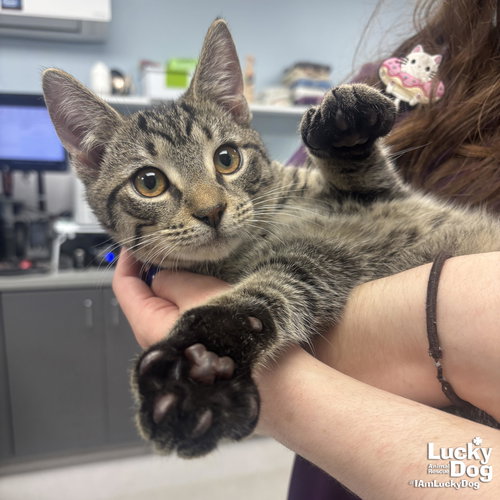 Jack Sparrow, an adoptable Domestic Short Hair in Washington, DC
