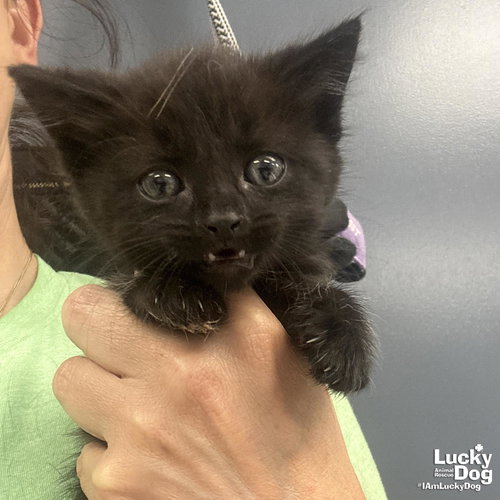 Marshmellow, an adoptable Domestic Short Hair in Washington, DC