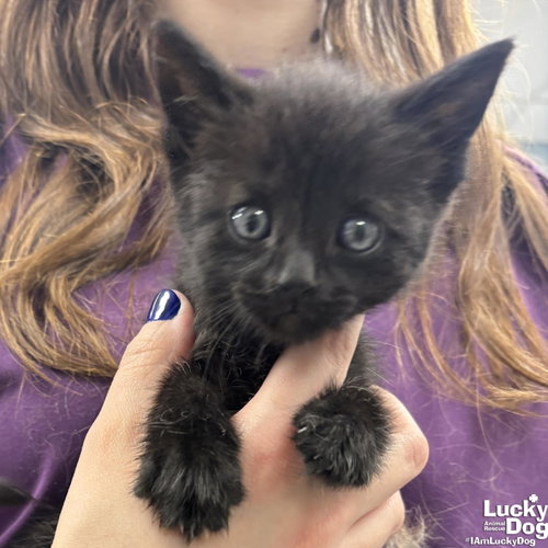 Magic, Baby Domestic Short Hair / Mixed (short coat), cat for adoption in Bowie, Maryland