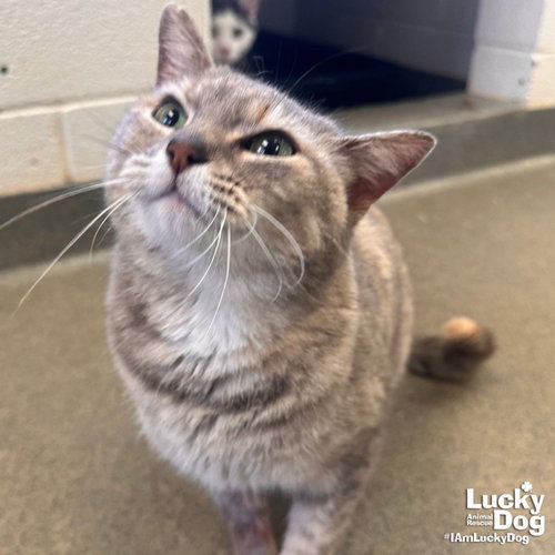 Tipsy, an adoptable Domestic Short Hair in Washington, DC