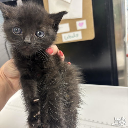 Milky Way, an adoptable Domestic Short Hair in Washington, DC