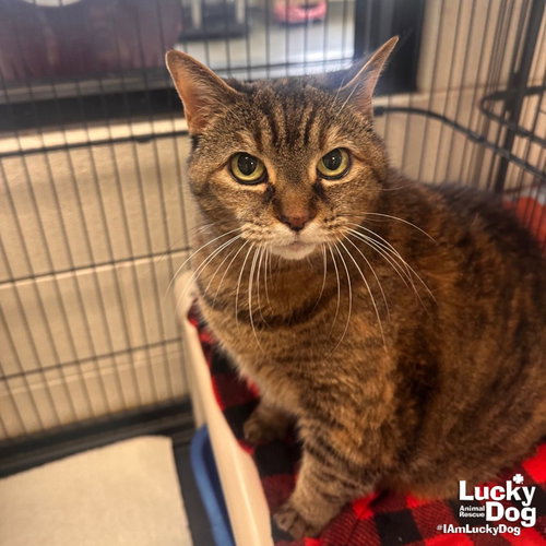 Bahama Mama, an adoptable Domestic Short Hair in Washington, DC