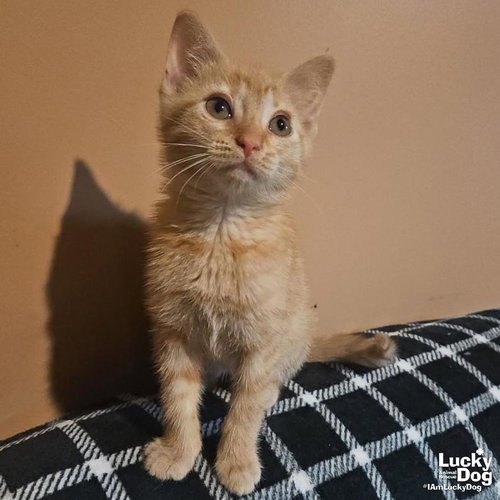 Scott, an adoptable Domestic Short Hair in Washington, DC