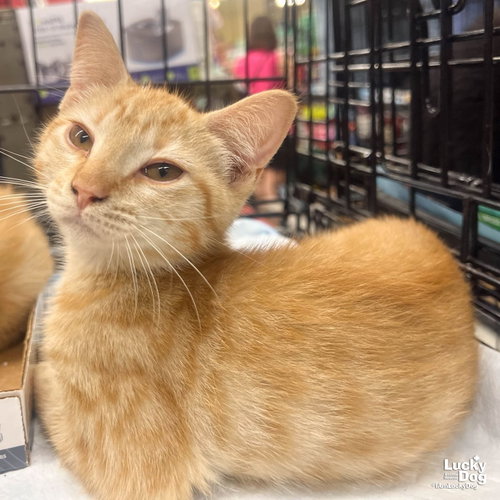 Scott, an adoptable Domestic Short Hair in Washington, DC