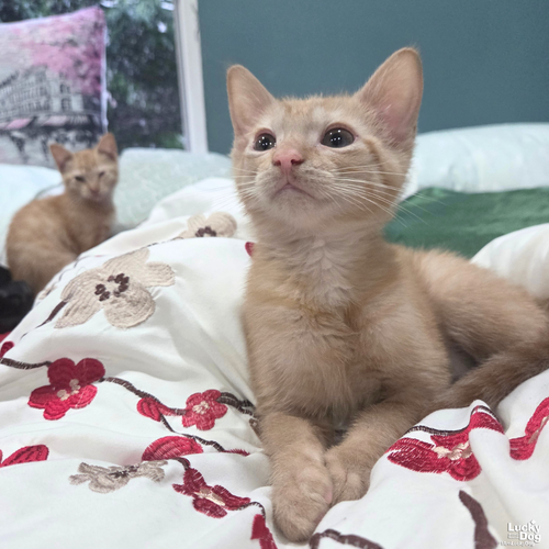Scoff, Baby Domestic Short Hair / Mixed (short coat), cat for adoption in Bowie, Maryland
