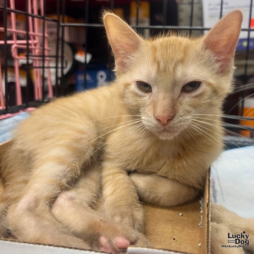 Scoff, Baby Domestic Short Hair / Mixed (short coat), cat for adoption in Annapolis, Maryland