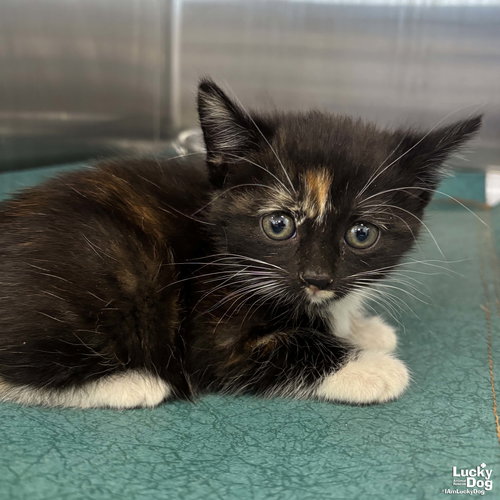 Spice, an adoptable Domestic Short Hair in Washington, DC