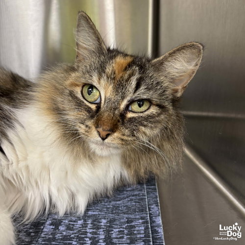 Fable, Adult Domestic Long Hair / Mixed (long coat), cat for adoption in Bowie, Maryland