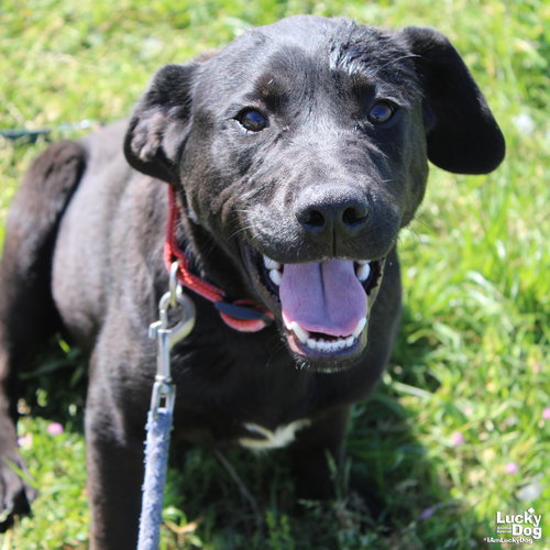 Lemon Pepper, an adoptable Labrador Retriever in Washington, DC