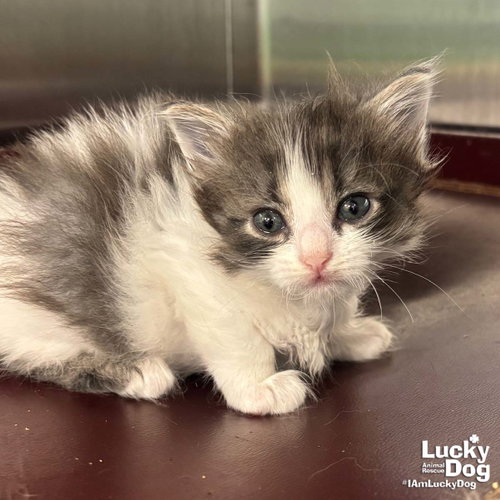 Fairy, Baby Domestic Short Hair / Mixed (short coat), cat for adoption in Bowie, Maryland