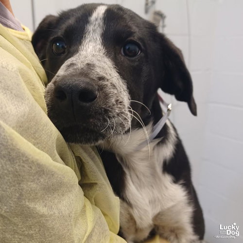 Black Cherry, an adoptable Australian Cattle Dog in Washington, DC
