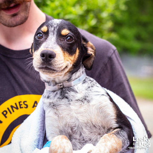 Balto, an adoptable Australian Cattle Dog in Washington, DC