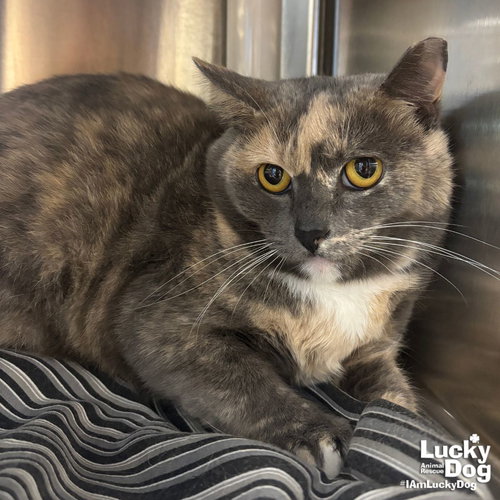 Buffy, Adult Domestic Short Hair / Tortoiseshell / Mixed (short coat), cat for adoption in Bowie, Maryland