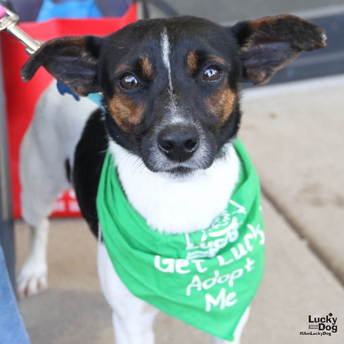 Odysseus, an adoptable Jack Russell Terrier in Washington, DC