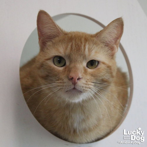 Kovu, an adoptable Domestic Short Hair in Washington, DC