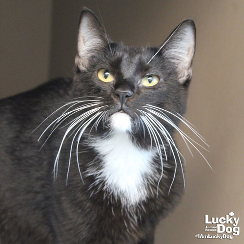 Teeny, an adoptable Domestic Short Hair in Washington, DC