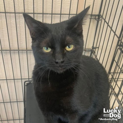 Squeak, Adult Domestic Short Hair / Mixed (short coat), cat for adoption in Bowie, Maryland