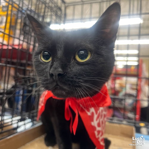 Squeak, Young Domestic Short Hair / Mixed (short coat), cat for adoption in Annapolis, Maryland