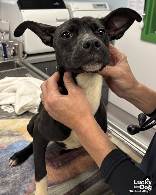 Olga, an adoptable Boston Terrier in Washington, DC