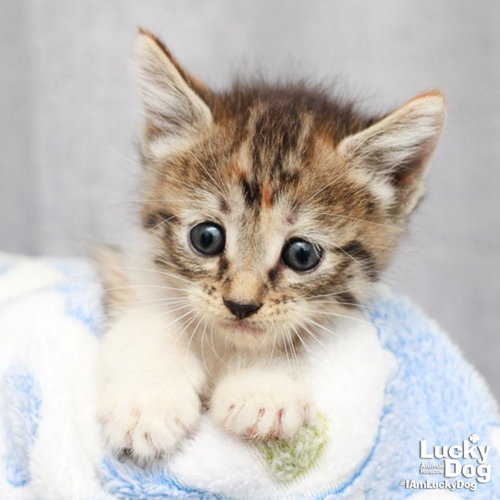 Fatima, an adoptable Domestic Short Hair in Washington, DC