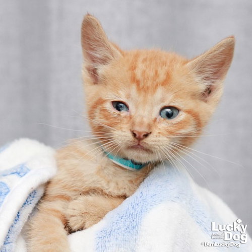 Herbert, Baby Domestic Short Hair / Mixed (short coat), cat for adoption in Bowie, Maryland