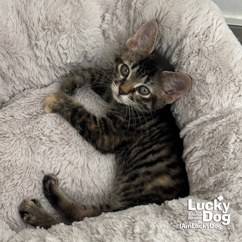 Heather, Baby Domestic Short Hair / Mixed (short coat), cat for adoption in Bowie, Maryland