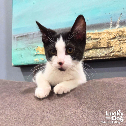 Blathers, an adoptable Domestic Short Hair in Washington, DC