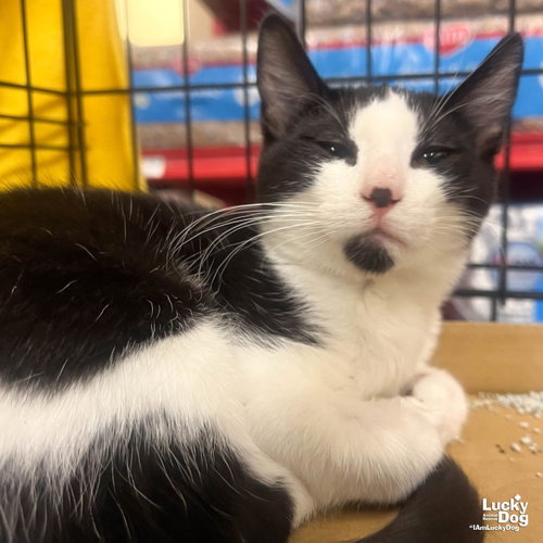 Blathers, Baby Domestic Short Hair / Mixed (short coat), cat for adoption in Annapolis, Maryland