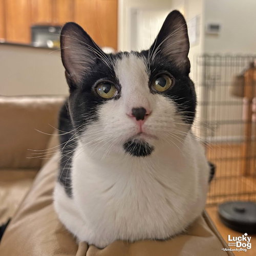 Blathers, a cat for adoption from Lucky Dog Animal Rescue