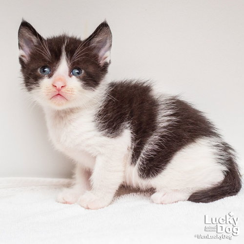 Danny Phantom, Baby Domestic Short Hair / Mixed (short coat), cat for adoption in Bowie, Maryland