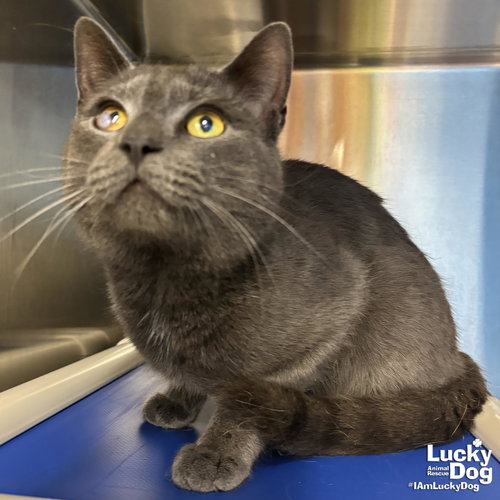 Daye, an adoptable Domestic Short Hair in Washington, DC