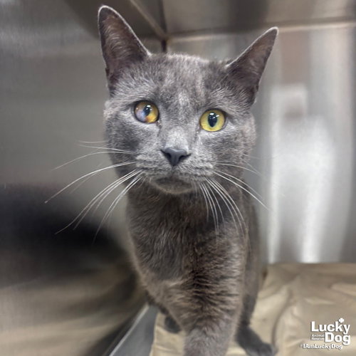 Daye, Adult Domestic Short Hair / Mixed (short coat), cat for adoption in Annapolis, Maryland