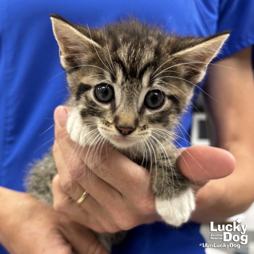 Zeppelin, an adoptable Domestic Medium Hair in Washington, DC