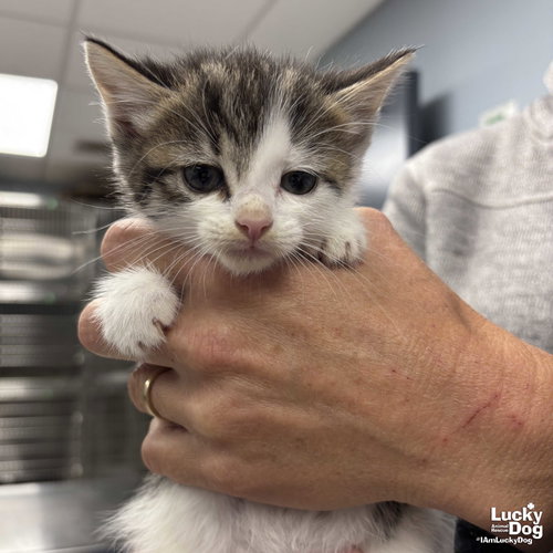 Zuko, an adoptable Domestic Medium Hair in Washington, DC