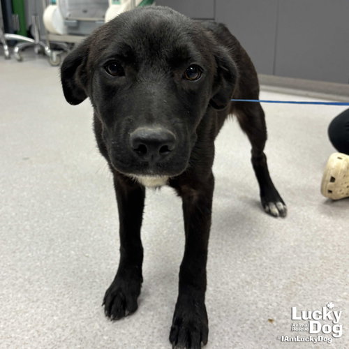 Wayne, an adoptable Flat-coated Retriever in Washington, DC