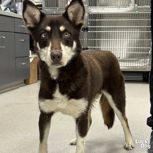 Rock Star, an adoptable Australian Shepherd in Washington, DC