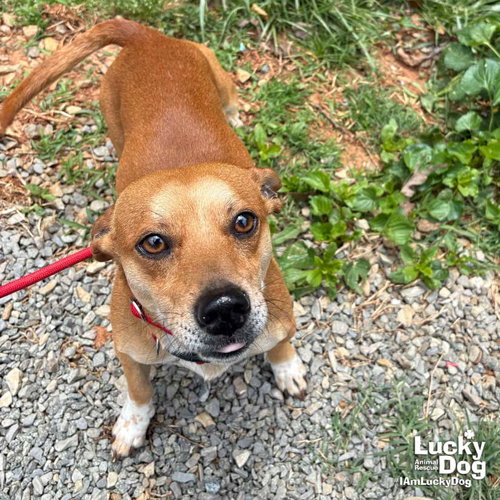 Mighty, an adoptable Chihuahua in Washington, DC